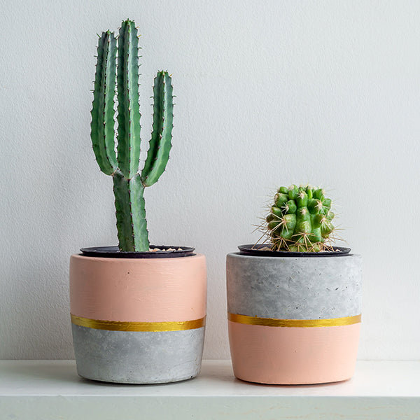 two cacti in pink and grey flowers pots 